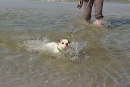 Continental Bulldogs Seeblickbulls Bilderalbum - mit Fiete an der Ostsee