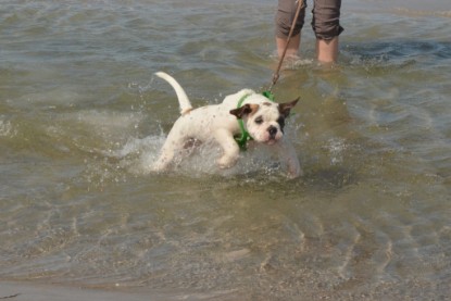 Continental Bulldogs Seeblickbulls Bilderalbum - mit Fiete an der Ostsee