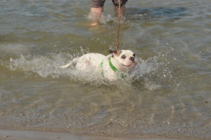 Continental Bulldogs Seeblickbulls Bilderalbum - mit Fiete an der Ostsee