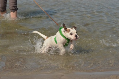 Continental Bulldogs Seeblickbulls Bilderalbum - mit Fiete an der Ostsee