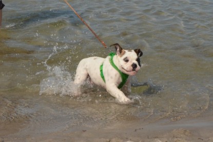 Continental Bulldogs Seeblickbulls Bilderalbum - mit Fiete an der Ostsee