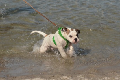 Continental Bulldogs Seeblickbulls Bilderalbum - mit Fiete an der Ostsee