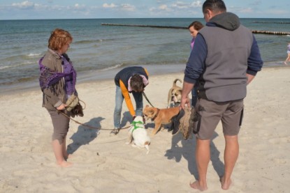 Continental Bulldogs Seeblickbulls Bilderalbum - mit Fiete an der Ostsee