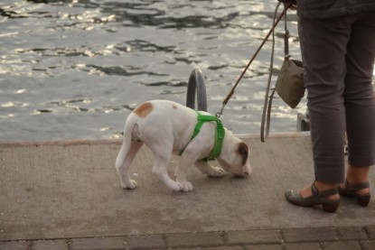 Continental Bulldogs Seeblickbulls Bilderalbum - mit Fiete an der Ostsee