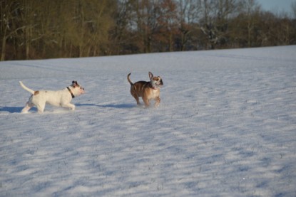 Continental Bulldogs Seeblickbulls Bilderalbum - Fietis und Resis erster Schnee