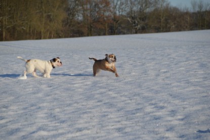 Continental Bulldogs Seeblickbulls Bilderalbum - Fietis und Resis erster Schnee