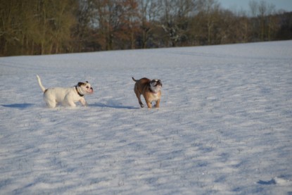 Continental Bulldogs Seeblickbulls Bilderalbum - Fietis und Resis erster Schnee