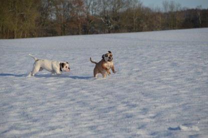 Continental Bulldogs Seeblickbulls Bilderalbum - Fietis und Resis erster Schnee