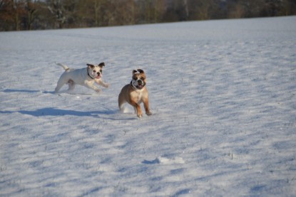 Continental Bulldogs Seeblickbulls Bilderalbum - Fietis und Resis erster Schnee