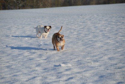 Continental Bulldogs Seeblickbulls Bilderalbum - Fietis und Resis erster Schnee