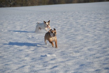 Continental Bulldogs Seeblickbulls Bilderalbum - Fietis und Resis erster Schnee