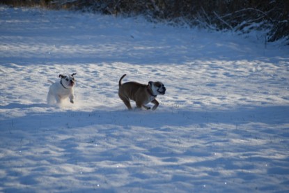 Continental Bulldogs Seeblickbulls Bilderalbum - Fietis und Resis erster Schnee