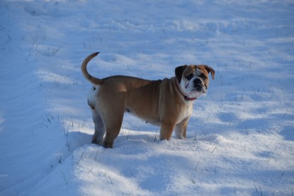 Continental Bulldogs Seeblickbulls Bilderalbum - Fietis und Resis erster Schnee