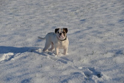 Continental Bulldogs Seeblickbulls Bilderalbum - Fietis und Resis erster Schnee