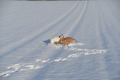 Continental Bulldogs Seeblickbulls Bilderalbum - Fietis und Resis erster Schnee