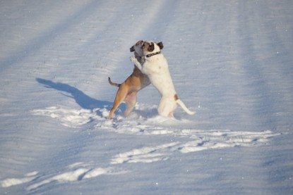 Continental Bulldogs Seeblickbulls Bilderalbum - Fietis und Resis erster Schnee