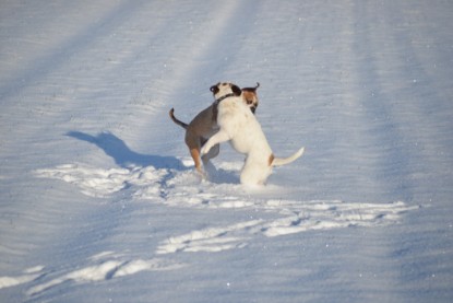 Continental Bulldogs Seeblickbulls Bilderalbum - Fietis und Resis erster Schnee