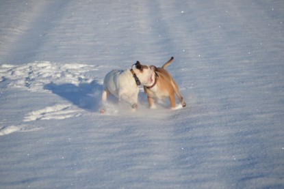 Continental Bulldogs Seeblickbulls Bilderalbum - Fietis und Resis erster Schnee