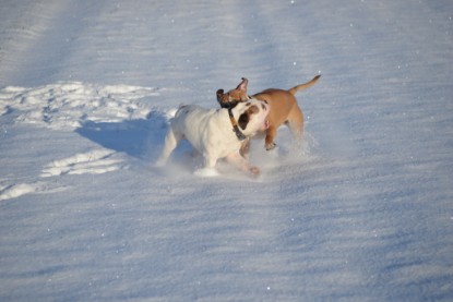 Continental Bulldogs Seeblickbulls Bilderalbum - Fietis und Resis erster Schnee