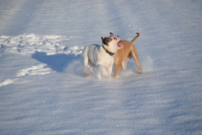 Continental Bulldogs Seeblickbulls Bilderalbum - Fietis und Resis erster Schnee