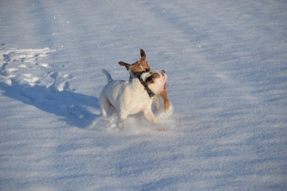 Continental Bulldogs Seeblickbulls Bilderalbum - Fietis und Resis erster Schnee