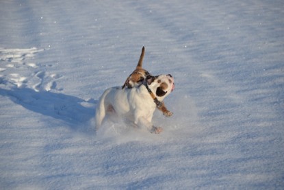 Continental Bulldogs Seeblickbulls Bilderalbum - Fietis und Resis erster Schnee