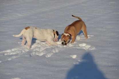 Continental Bulldogs Seeblickbulls Bilderalbum - Fietis und Resis erster Schnee