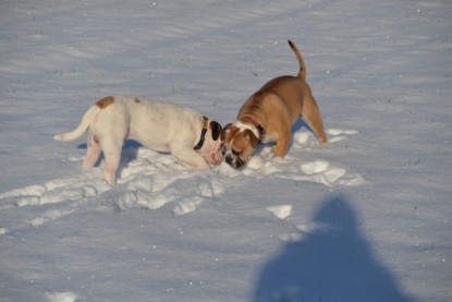 Continental Bulldogs Seeblickbulls Bilderalbum - Fietis und Resis erster Schnee