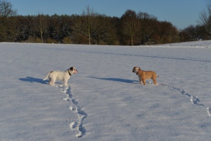 Continental Bulldogs Seeblickbulls Bilderalbum - Fietis und Resis erster Schnee