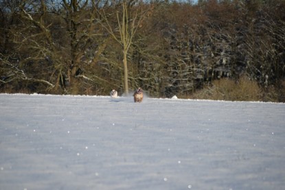 Continental Bulldogs Seeblickbulls Bilderalbum - Fietis und Resis erster Schnee