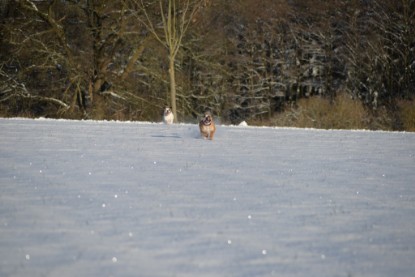 Continental Bulldogs Seeblickbulls Bilderalbum - Fietis und Resis erster Schnee