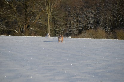 Continental Bulldogs Seeblickbulls Bilderalbum - Fietis und Resis erster Schnee