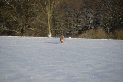 Continental Bulldogs Seeblickbulls Bilderalbum - Fietis und Resis erster Schnee