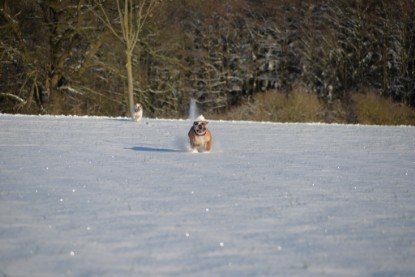 Continental Bulldogs Seeblickbulls Bilderalbum - Fietis und Resis erster Schnee