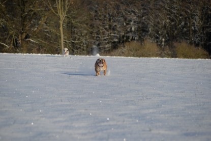 Continental Bulldogs Seeblickbulls Bilderalbum - Fietis und Resis erster Schnee