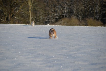 Continental Bulldogs Seeblickbulls Bilderalbum - Fietis und Resis erster Schnee