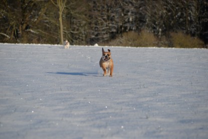 Continental Bulldogs Seeblickbulls Bilderalbum - Fietis und Resis erster Schnee