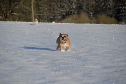 Continental Bulldogs Seeblickbulls Bilderalbum - Fietis und Resis erster Schnee