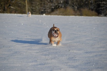 Continental Bulldogs Seeblickbulls Bilderalbum - Fietis und Resis erster Schnee