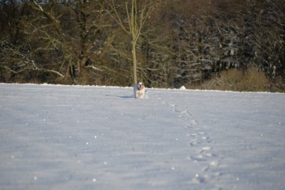 Continental Bulldogs Seeblickbulls Bilderalbum - Fietis und Resis erster Schnee