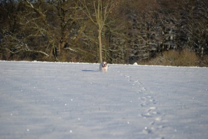 Continental Bulldogs Seeblickbulls Bilderalbum - Fietis und Resis erster Schnee