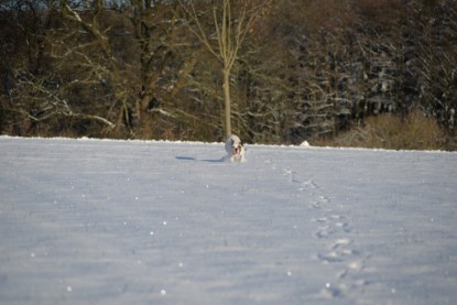 Continental Bulldogs Seeblickbulls Bilderalbum - Fietis und Resis erster Schnee