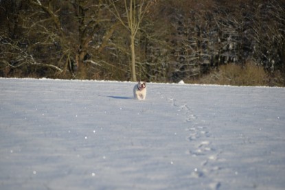 Continental Bulldogs Seeblickbulls Bilderalbum - Fietis und Resis erster Schnee