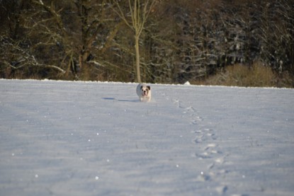 Continental Bulldogs Seeblickbulls Bilderalbum - Fietis und Resis erster Schnee