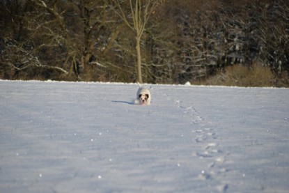 Continental Bulldogs Seeblickbulls Bilderalbum - Fietis und Resis erster Schnee