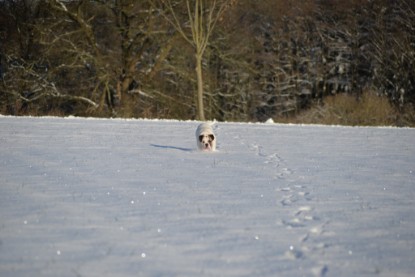 Continental Bulldogs Seeblickbulls Bilderalbum - Fietis und Resis erster Schnee