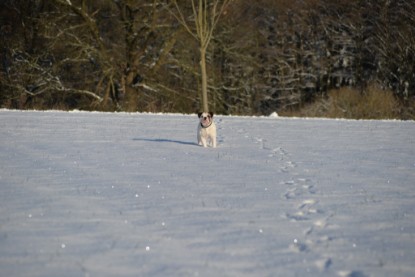 Continental Bulldogs Seeblickbulls Bilderalbum - Fietis und Resis erster Schnee