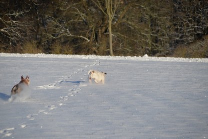 Continental Bulldogs Seeblickbulls Bilderalbum - Fietis und Resis erster Schnee