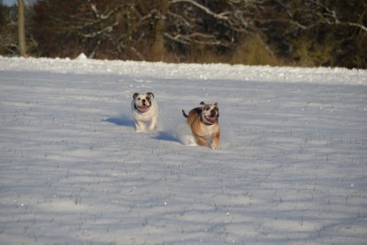 Continental Bulldogs Seeblickbulls Bilderalbum - Fietis und Resis erster Schnee