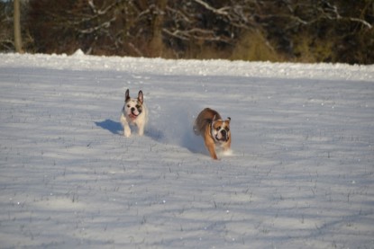 Continental Bulldogs Seeblickbulls Bilderalbum - Fietis und Resis erster Schnee